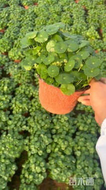 高度15厘米铜钱草