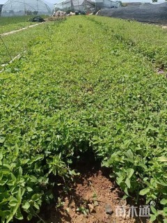 高度15厘米美国薄荷