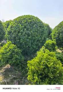 高度250厘米大叶黄杨