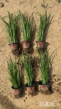 高度20厘米马莲