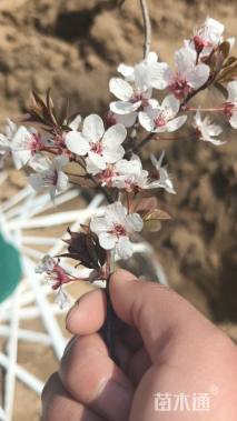 高度600厘米丛生紫叶李