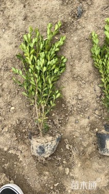 高度35厘米瓜子黄杨小苗