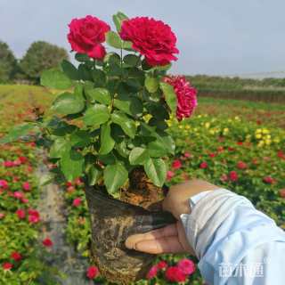 高度30厘米丰花月季