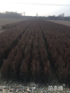 高度60厘米侧柏