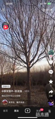 原生苗黄山栾树