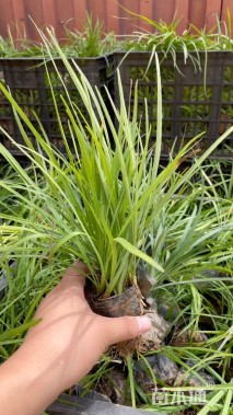 高度30厘米兰花三七草