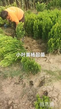 高度70厘米小叶黄杨