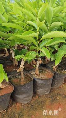 高度30厘米板栗