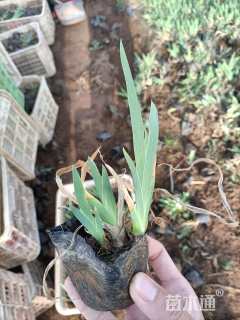 高度20厘米黄花鸢尾