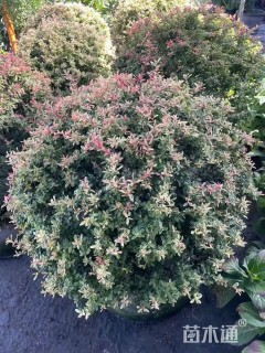 高度35厘米小丑火棘球