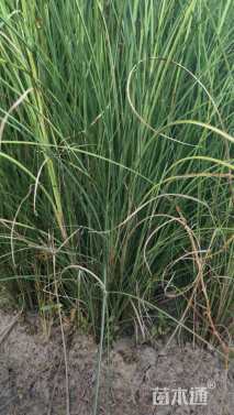 高度150厘米细叶芒