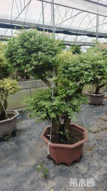 10公分造型三角梅