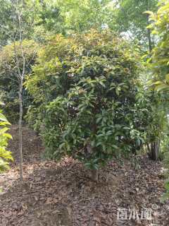 高度200厘米丛生桂花