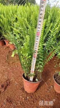 高度25厘米肾蕨