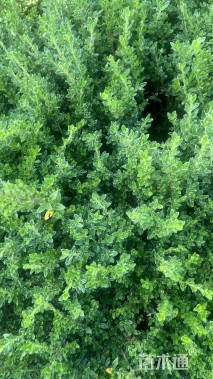 高度40厘米六月雪