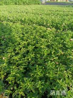 高度25厘米马缨丹