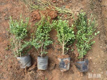 高度45厘米小叶女贞