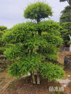 20公分造型赤楠