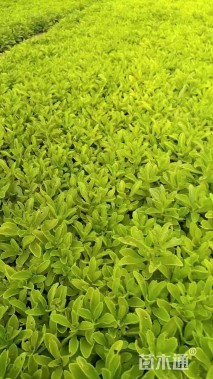 高度25厘米三七景天