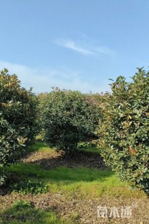 冠幅180厘米红叶石楠球