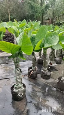 高度100厘米观音芋