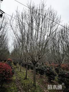 15公分绚丽海棠