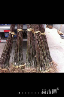 高度100厘米红枫小苗