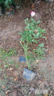 高度40厘米丰花月季