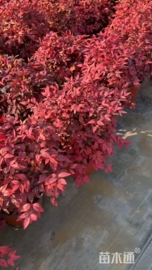 高度30厘米火焰南天竹