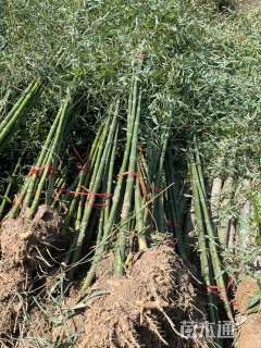 地栽苗四季竹