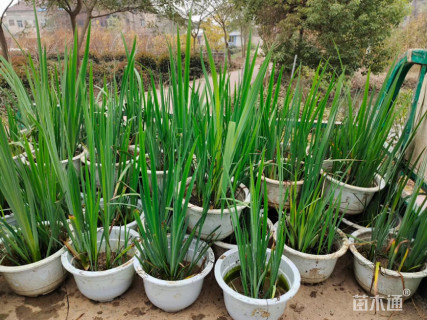 高度40厘米挺水植物-->黄菖蒲