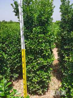 40公分大叶冬青