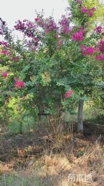 高度300厘米丛生紫薇