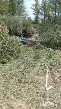 60公分(5杆)丛生娜塔栎