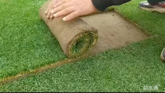 草卷状马尼拉草