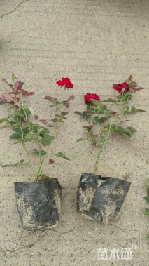 高度50厘米红帽子月季小苗