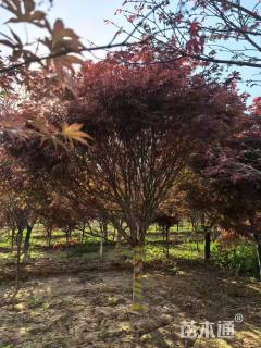 12公分中国红枫