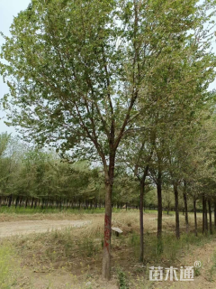 15公分榆树