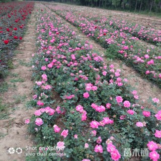 翠菊