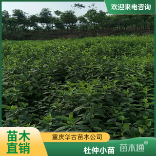 高度40厘米杜仲小苗