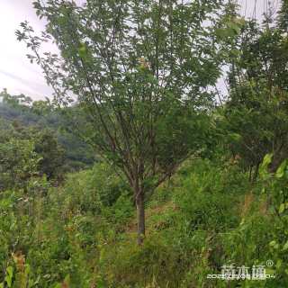 10公分日本晚樱