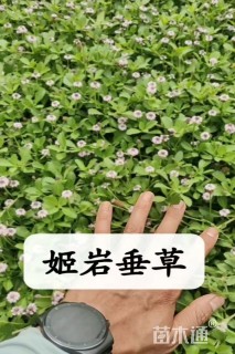 高度1.5厘米姬岩垂草