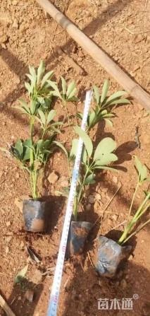 高度30厘米鸭脚木