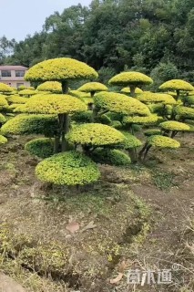 20公分造型亮晶女贞