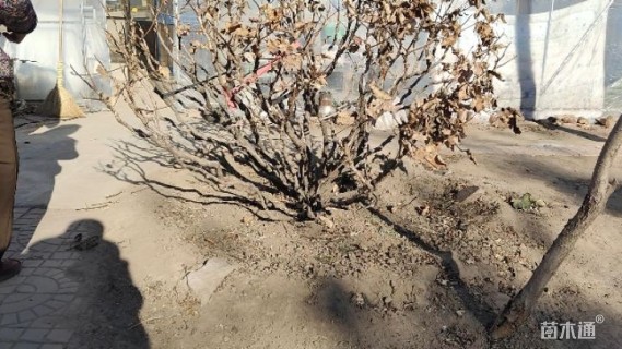 高度150厘米牡丹