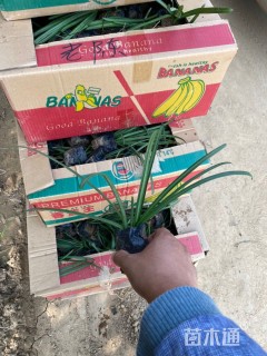 高度15厘米石蒜