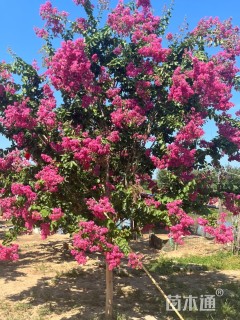 7公分四川红紫薇