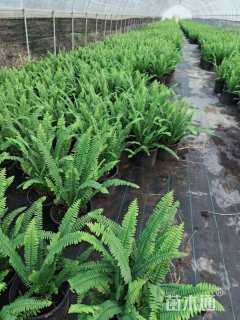 高度30厘米肾蕨
