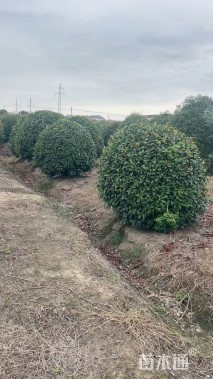 冠幅180厘米红叶石楠球