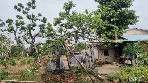 28公分红果冬青